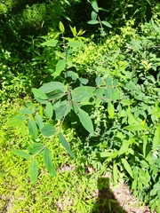 Puccinia seymouriana