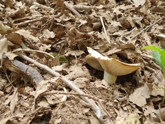 Fungi