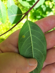 Puccinia seymouriana