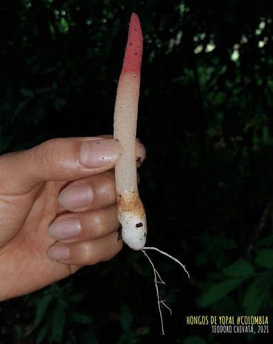 Mutinus argentinus