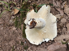 Fungi