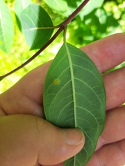 Puccinia seymouriana