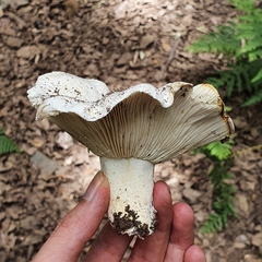 Fungi