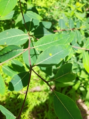 Puccinia seymouriana