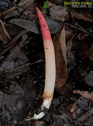 Mutinus argentinus