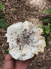 Fungi