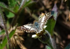 Heliopetes domicella