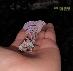 Trogia cantharelloides