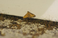 Pyrausta perrubralis