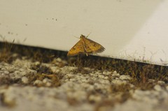 Pyrausta perrubralis