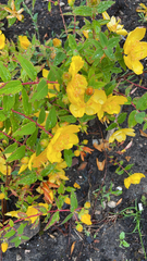 Hypericum