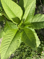 Phytolacca americana