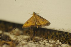 Pyrausta perrubralis
