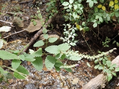 Scutellaria columnae