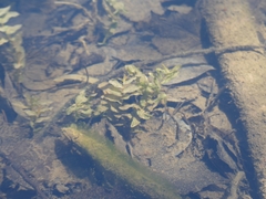 Potamogeton richardsonii
