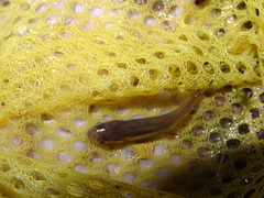 Alburnus arborella