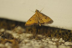 Pyrausta perrubralis