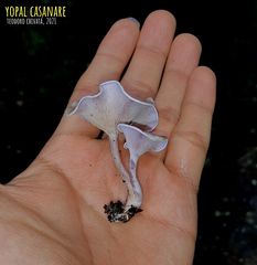 Trogia cantharelloides