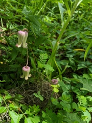 Clematis reticulata
