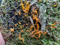 Calocera furcata