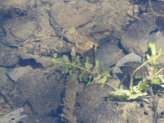 Potamogeton richardsonii