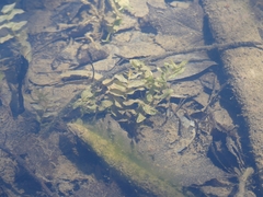 Potamogeton richardsonii