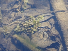 Potamogeton richardsonii