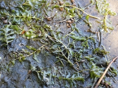 Potamogeton richardsonii