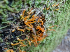 Calocera furcata