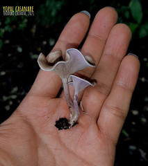 Trogia cantharelloides