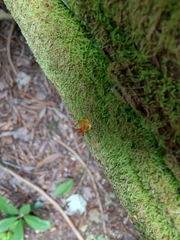 Calocera furcata