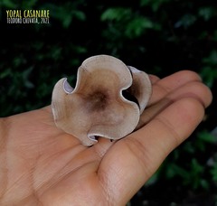 Trogia cantharelloides