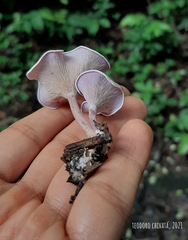 Trogia cantharelloides