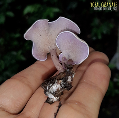 Trogia cantharelloides