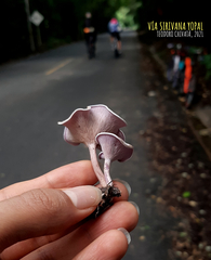 Trogia cantharelloides