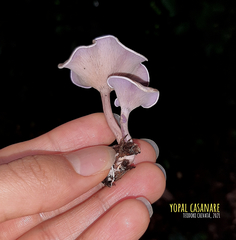 Trogia cantharelloides