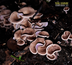 Trogia cantharelloides