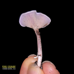 Trogia cantharelloides