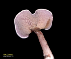 Trogia cantharelloides