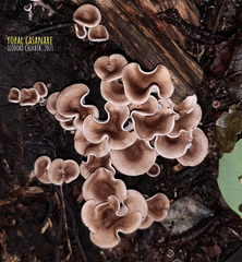 Trogia cantharelloides