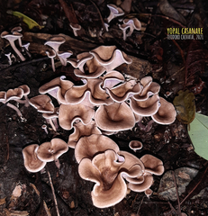 Trogia cantharelloides