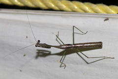 Stagmomantis domingensis