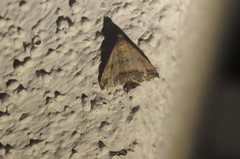 Tetanolita palligera