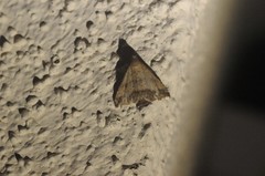 Tetanolita palligera