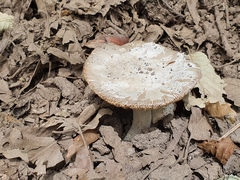 Fungi