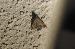 Tetanolita palligera