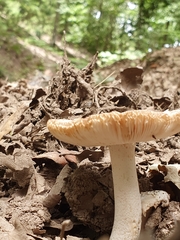 Fungi