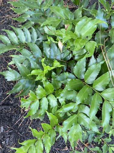 Japanese holly-fern
