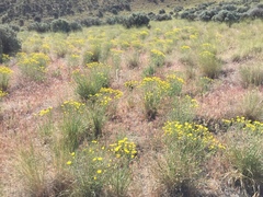 Crepis atribarba