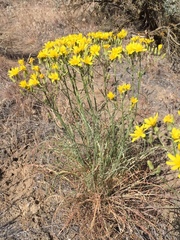 Crepis atribarba